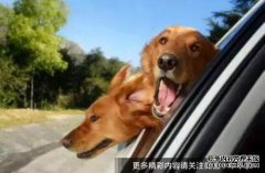 你开一条高亮狗吗？老司机：你不需要射击，请