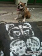 太可怕了！这位老太太被一只邪恶的狗咬了，女