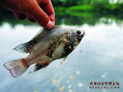 安徽的大山鱼王，今年是49岁，很奇怪！