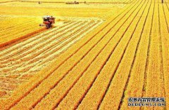 小麦市场：玉米市场火爆，但小麦没有增加，是