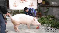 杀猪：猪最补偿，他会吃它，他会急着买，他会