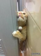 网友的腹泻继续在浴室里，猫让你看到商店独自