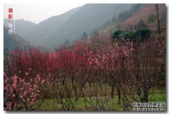 自1月3日以来，桃花盛开，财富迅速增长。