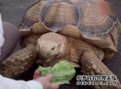 这位老人在大街上碾碎了巨大的海龟，为海龟穿