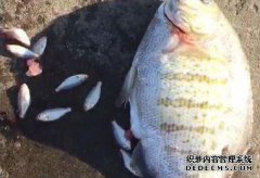 那人在河里钓了一条鱼。他们饭后就把他带到了
