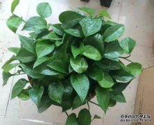 用什么水倒绿色的？