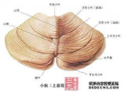 小脑沟稍宽，但是正常吗？小脑沟稍宽，其他正