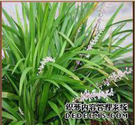Opiopogon