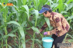 夏玉米NPK施肥量的施肥方法