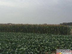 云繁殖？如何收获普埃人工林？