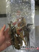 在该国的第一批橙色芽中，幼卵仍处于静止状态