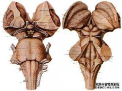 中枢神经系统