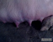 云农业的预防和控制措施是什么？