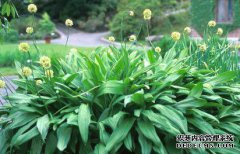 [通配符韭茖茖韩韩韩韩韩韩韩韩韩韩韩韩韩韭韭