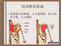 如何区分肩周炎和棘上肌腱炎