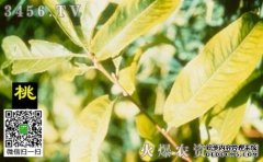 人体缺镁有哪些症状？缺镁应该吃什么？
