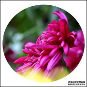 [生活中更多的菊花]