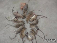 [马宰公司]？哪些材料对压碎和预防老鼠有好处？