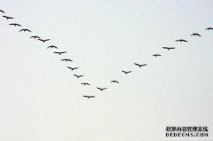 [惊秋惊水平偏]