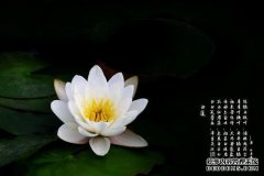 [白莲花露]品牌介绍→白莲花爽肤水