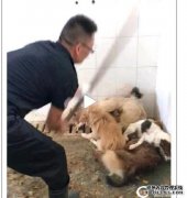 你为什么要在杭州养狗？为什么我不能在杭州养