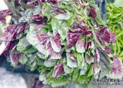 mar菜和韭菜没有区别，但是那是什么？