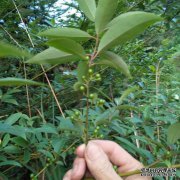 宜昌辣椒，原木香菇，山苗批发，零售价，电话