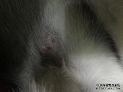 [？什么是腋下硬块？]